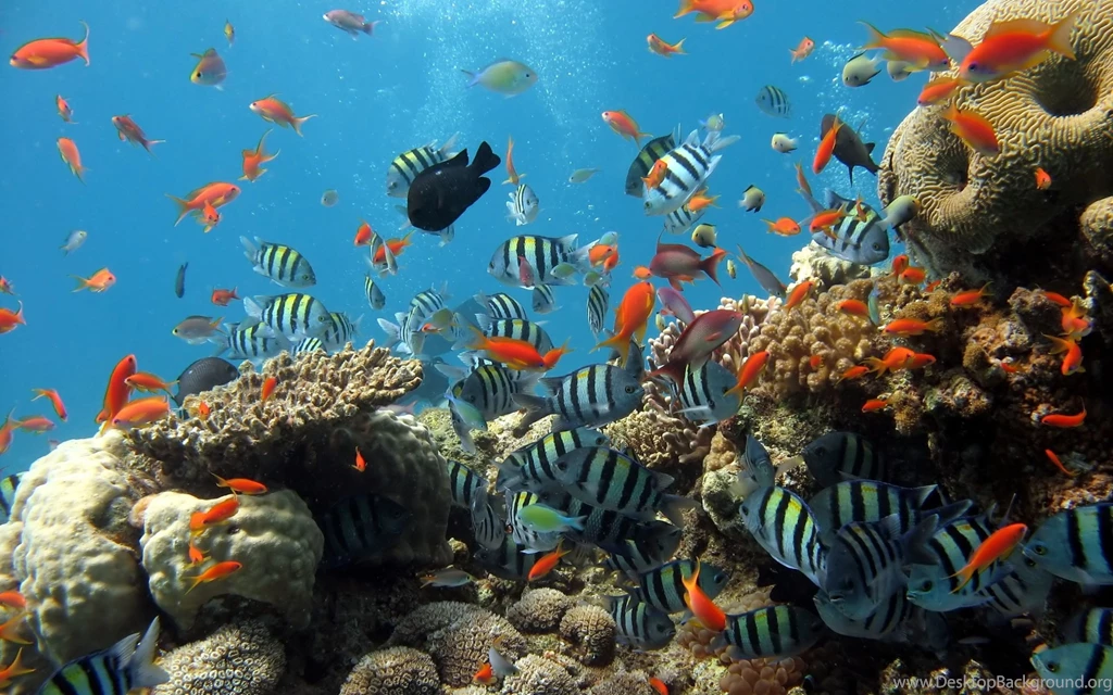 2560x1600 Underwater Wallpapers HD, Desktop Backgrounds 2560x1600