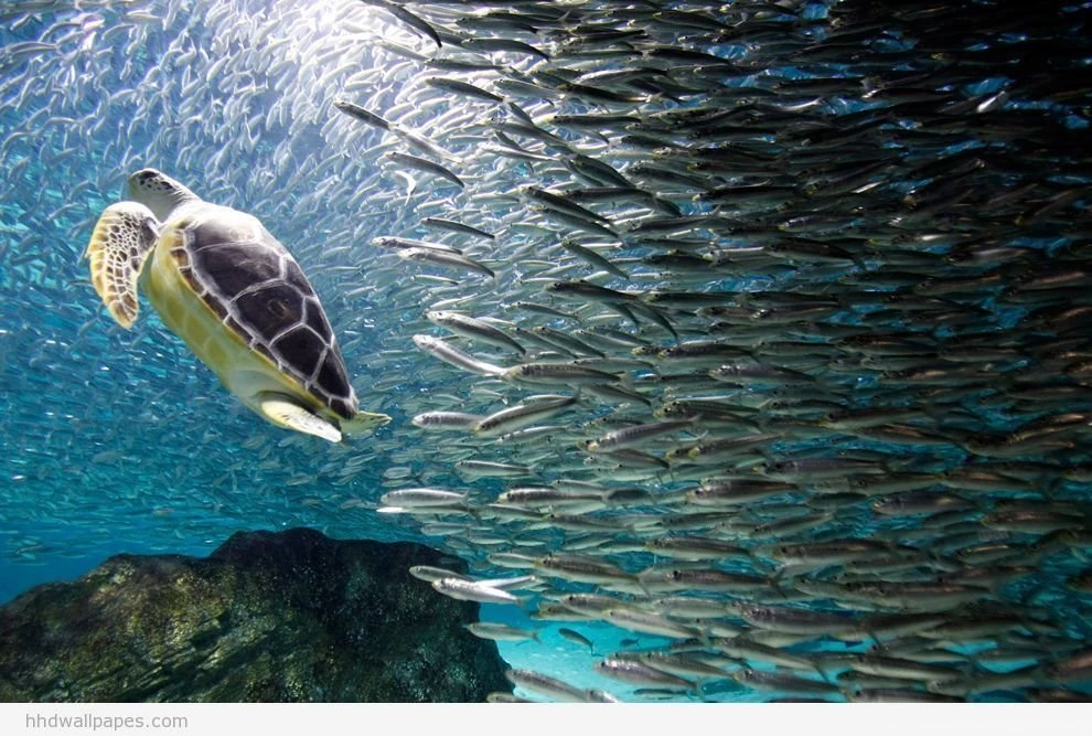 Best Wallpapers Of The World Wallpapers HD Wide