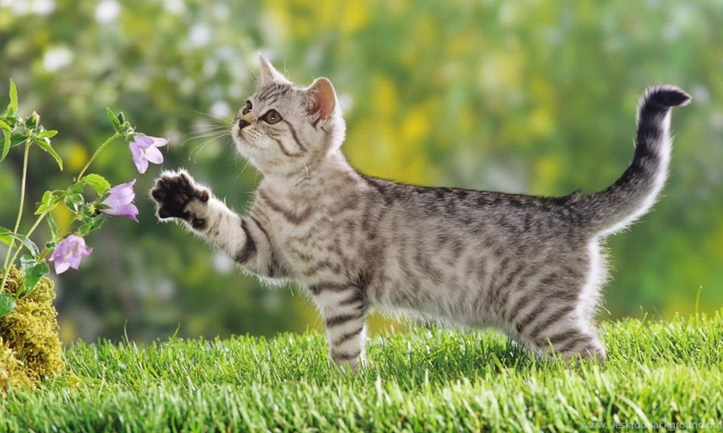 Cat Wallpapers Splendid Wallpapers HD