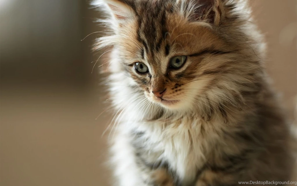Fluffy cat wallpaper widescreen.jpg