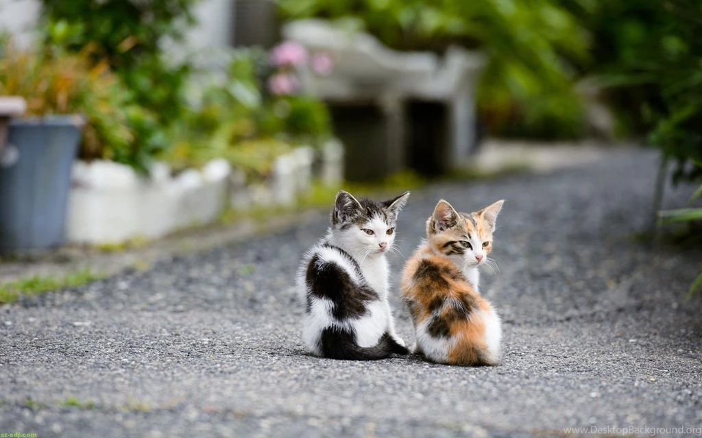Cute Couple Kitten Cat Wallpapers Widescreen HD HDWallBackgrounds ...