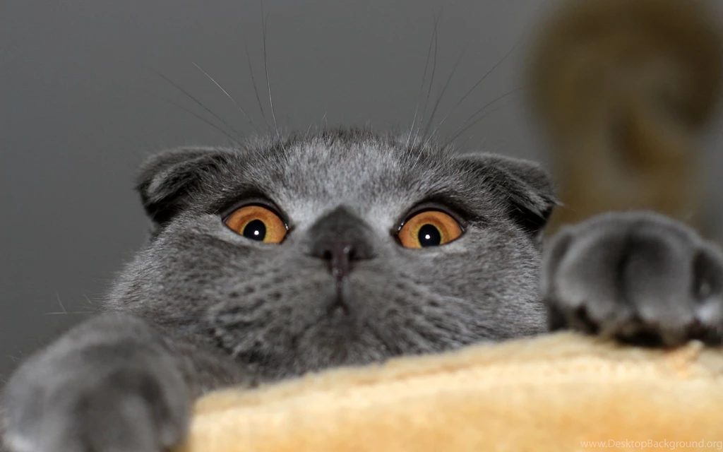 2560x1600 Scottish Fold Cat Wallpapers