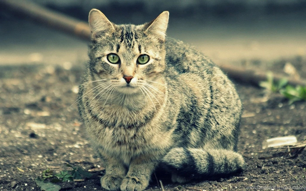 Cat Wallpapers 1920x1200 Wallpapers,other 1920x1200 Wallpapers ...