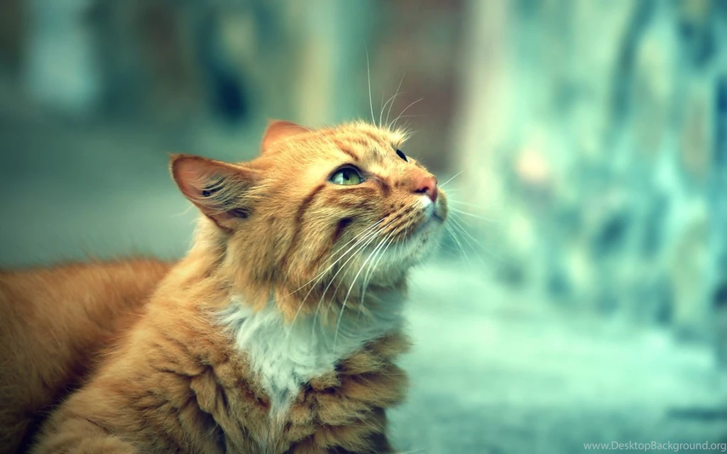 Dreamy cat wallpapers Cute Cat Wallpapers