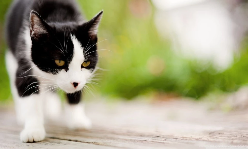Cat Close Up HD Desktop Wallpapers : High Definition : Fullscreen ...