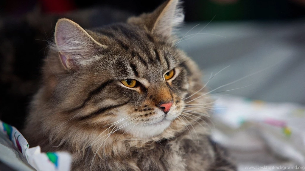 Top Fluffy Cat Wallpapers Widescreen Images For Pinterest