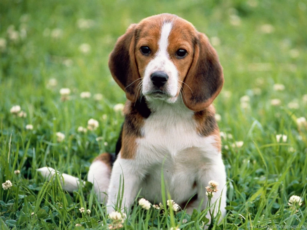 Desktop beagle puppy images download.jpg