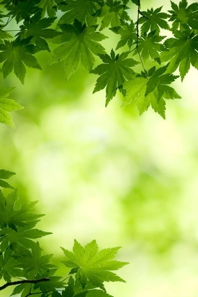 iPhone 4 Wallpapers