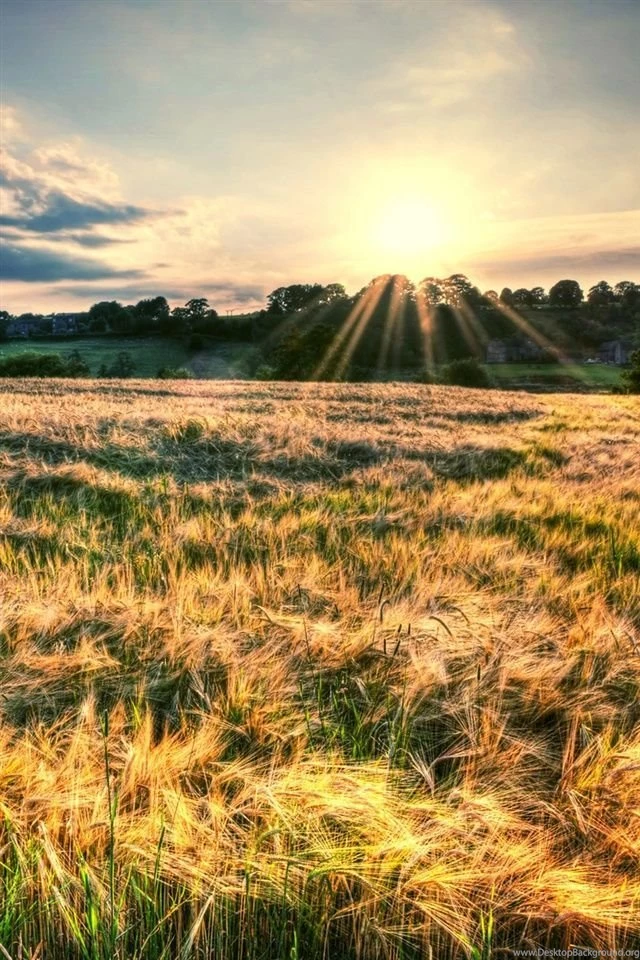 Nature Landscape, Fields, Sun Rays iPhone Wallpapers