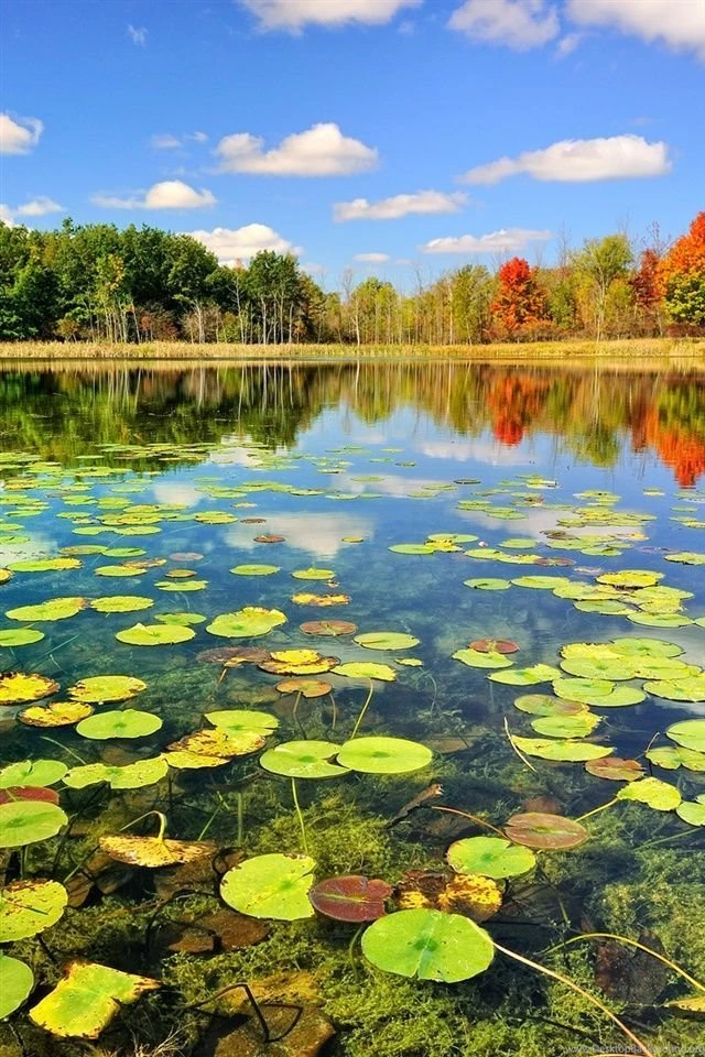Nature Autumn, Lake, Forest iPhone Wallpapers