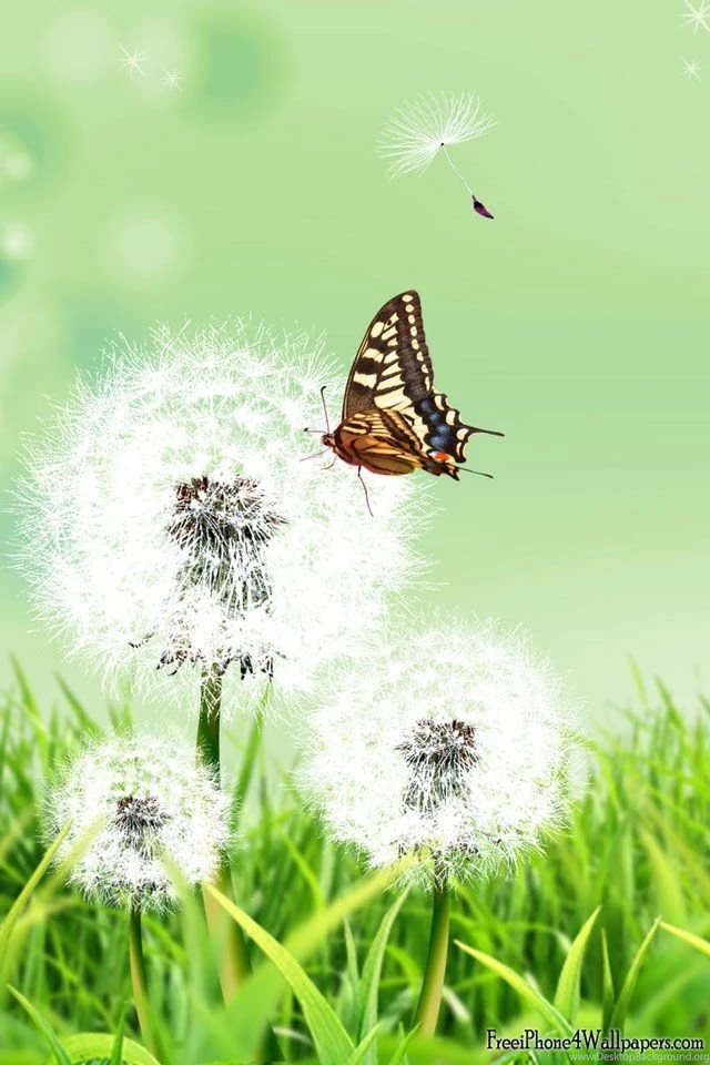 iPhone 4 640 X 960 Butterfly Nature Wallpapers And Backgrounds ...