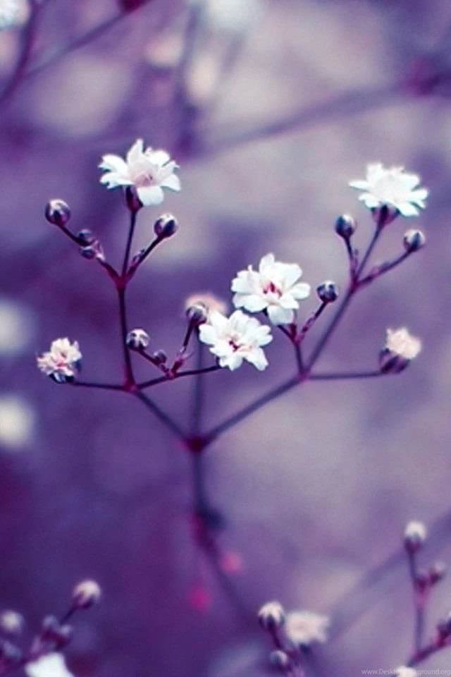 Nature Flowers Macro iPhone 4s Wallpapers Download