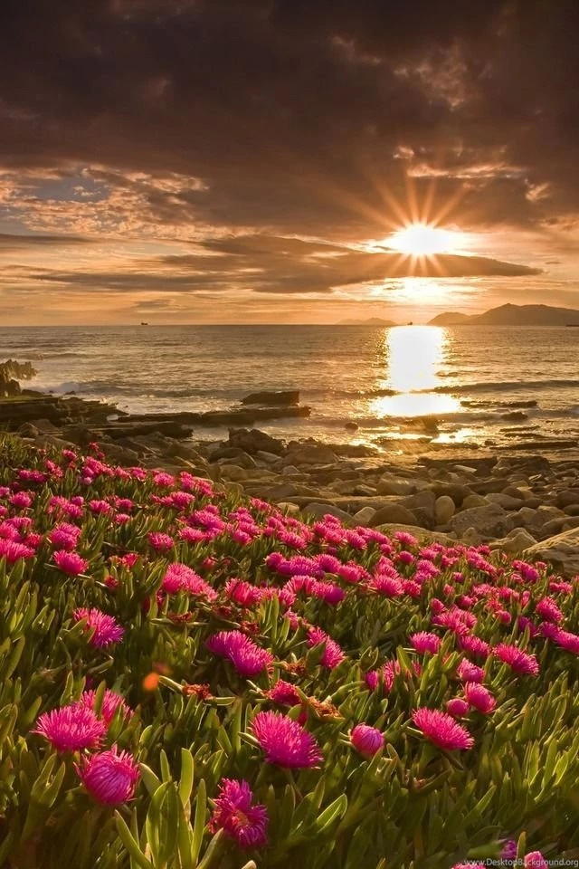 Sunset On Flower Field iPhone HD Wallpaper, iPhone HD Wallpapers ...