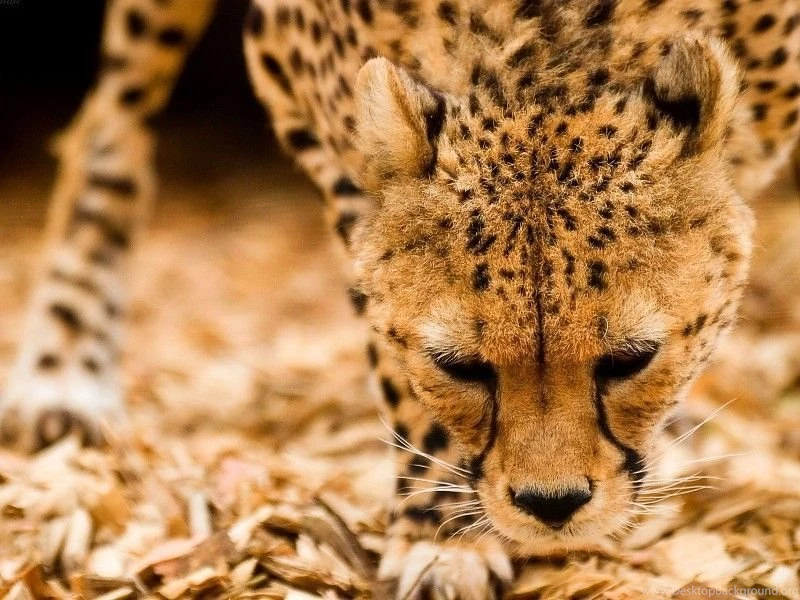 Cheetah Wallpapers Iphone Free Desktop Backgrounds And Wallpapers