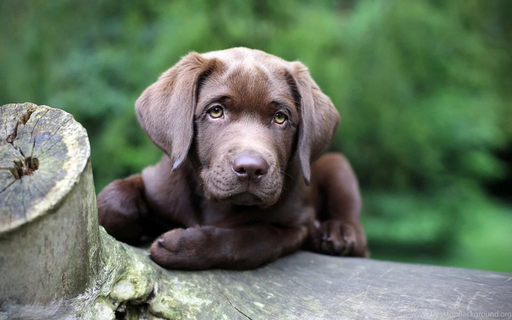 Jarman Safed dog
