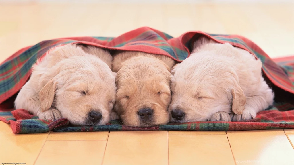 Sleeping Cute Dogs Desktop Backgrounds HD 1920x1080