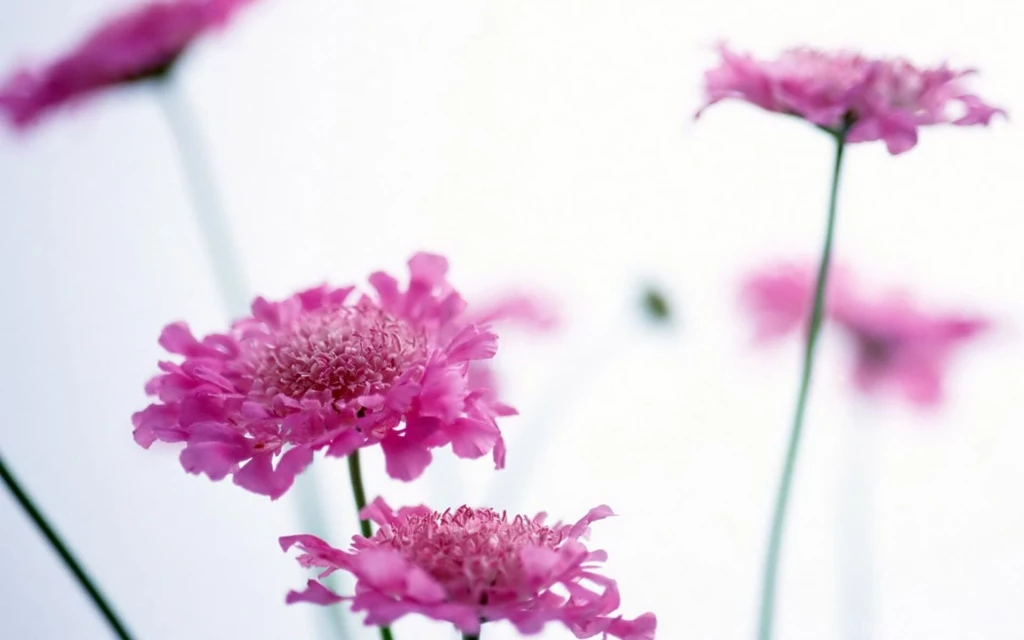 Wildflowers Pink Flower Desktop Wallpapers Hd Wallpapers 1521140