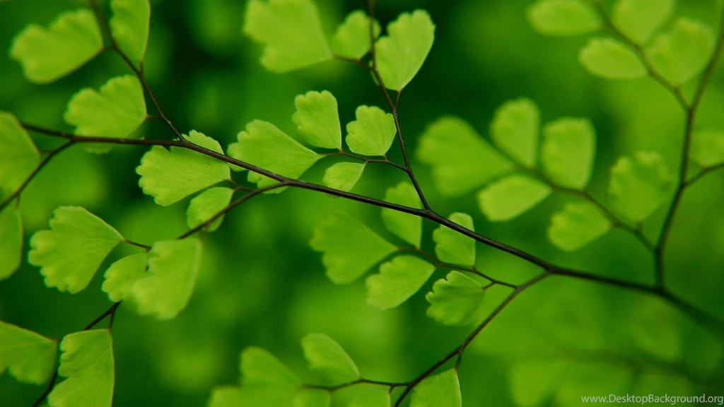 Ginkgo HD Wallpaper, Ginkgo Images