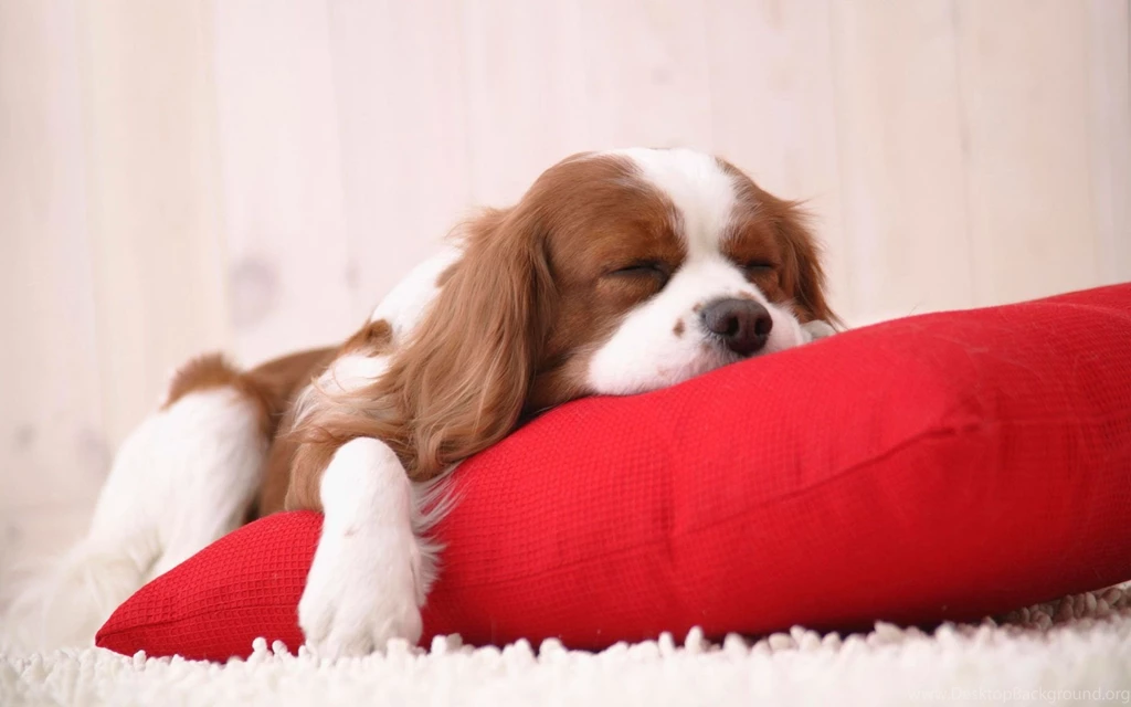 Cute Puppy