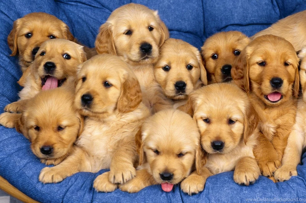 Cute Puppies And Dogs HD Wallpapers For Puppies Lovers – Simply ...
