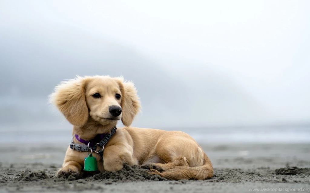 Cute Puppy At Beach Hd Wallpapers Free Wall Paper