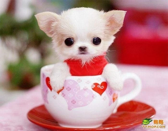 Cute Puppy Names 4 Hd Wallpapers Hivewallpaper.com