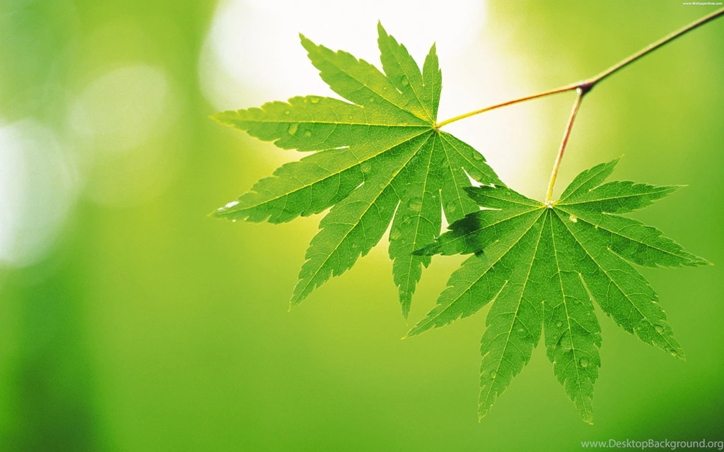 Best natural green desktop wallpapers background collection.jpg