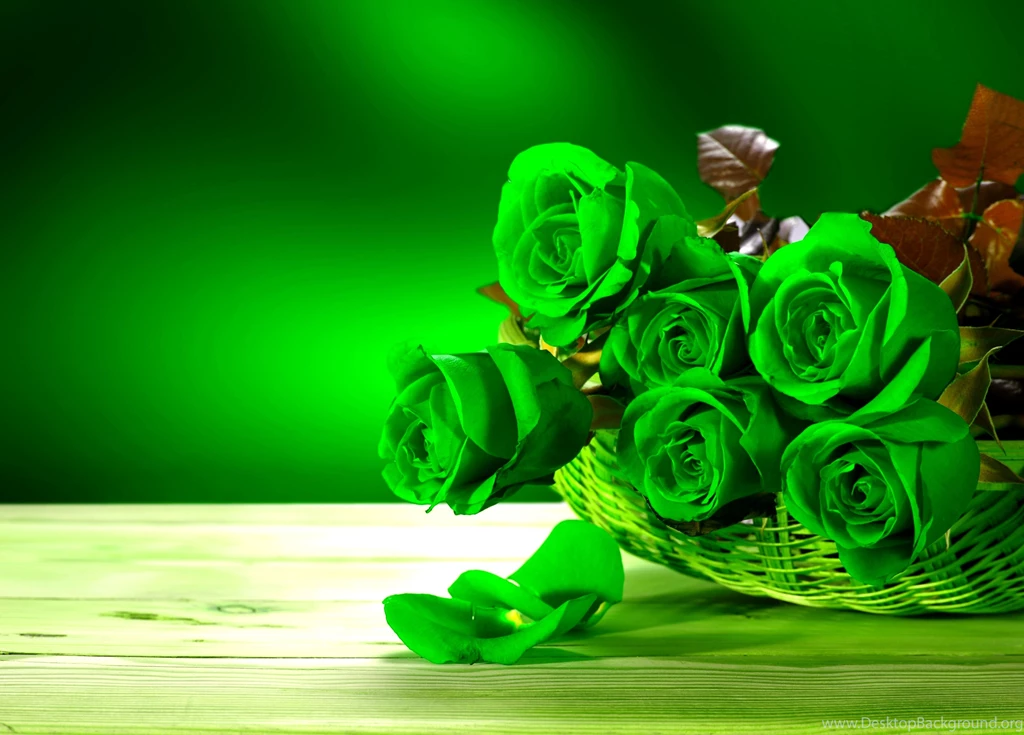 Green Rose Photos Wallpapers Widescreen
