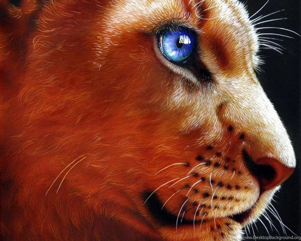Blue Eyed Lion   (