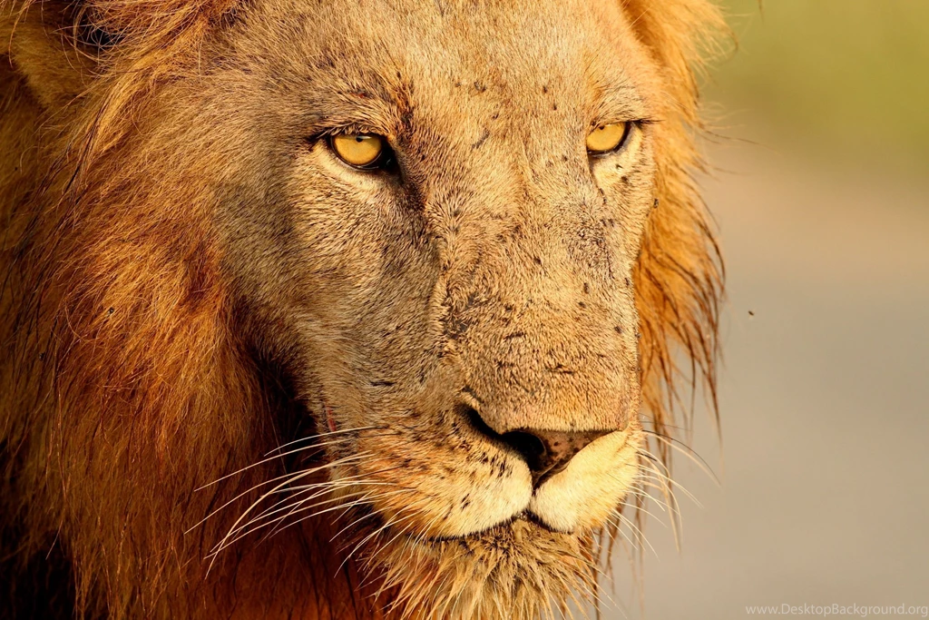 Lion HD Wallpapers