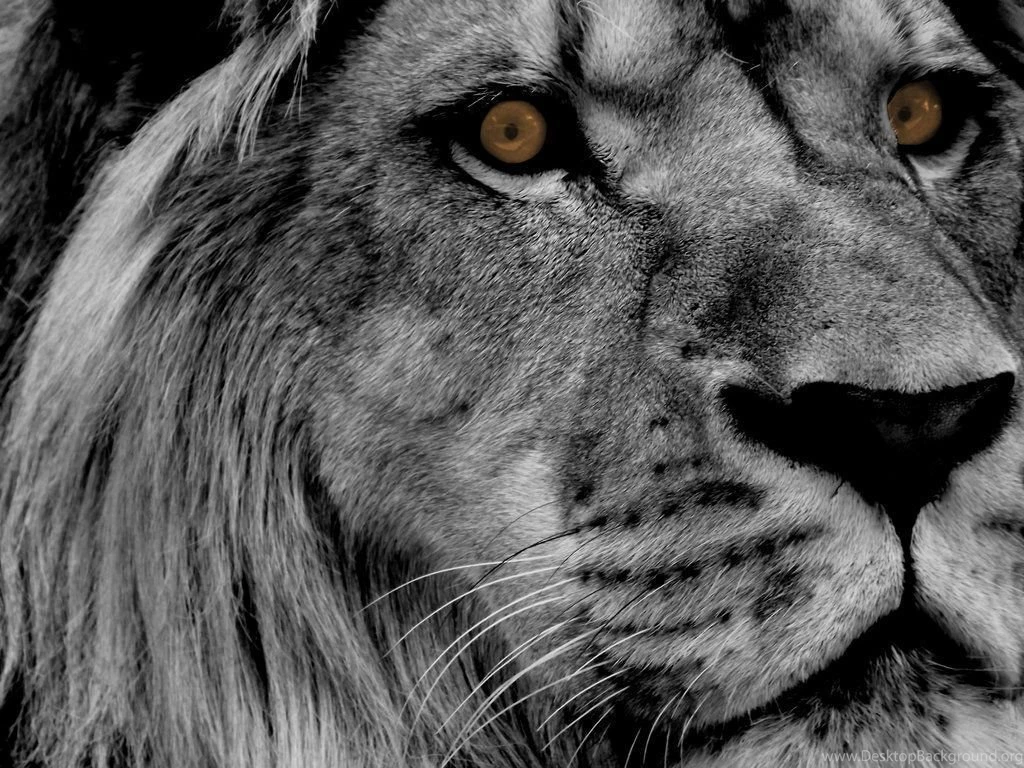 Eye Of The, Uhmm... Lion By Wilder trash On DeviantArt