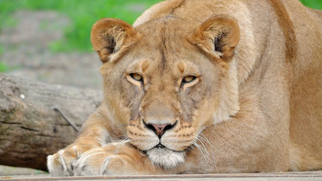 Download Wallpapers 1920x1080 Lion, Face, Eyes, Big Cat Full HD ...