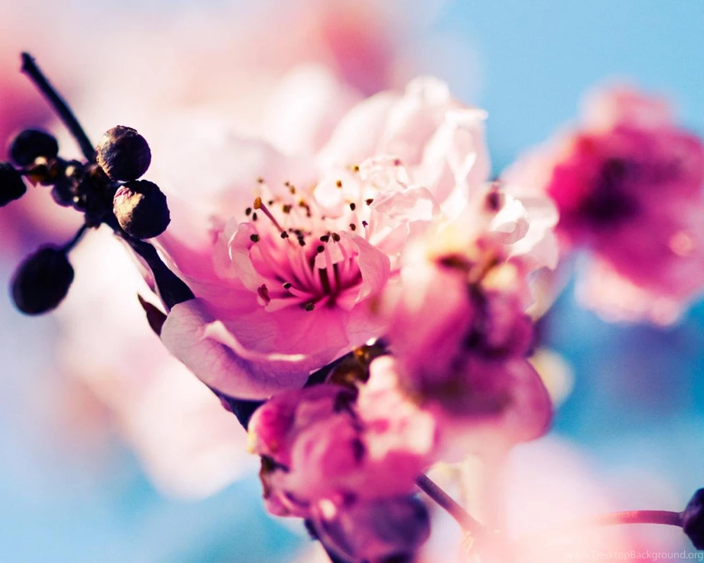 The Lomo style flowers close up desktop wallpaper 1280x1024.jpg