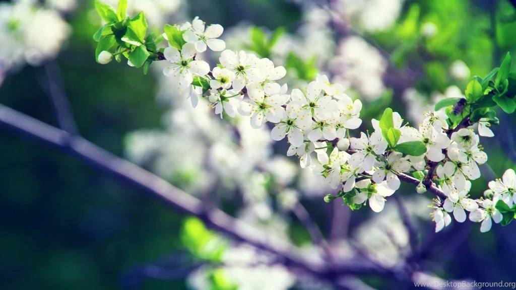 Download HD Spring White Flowers Wallpapers