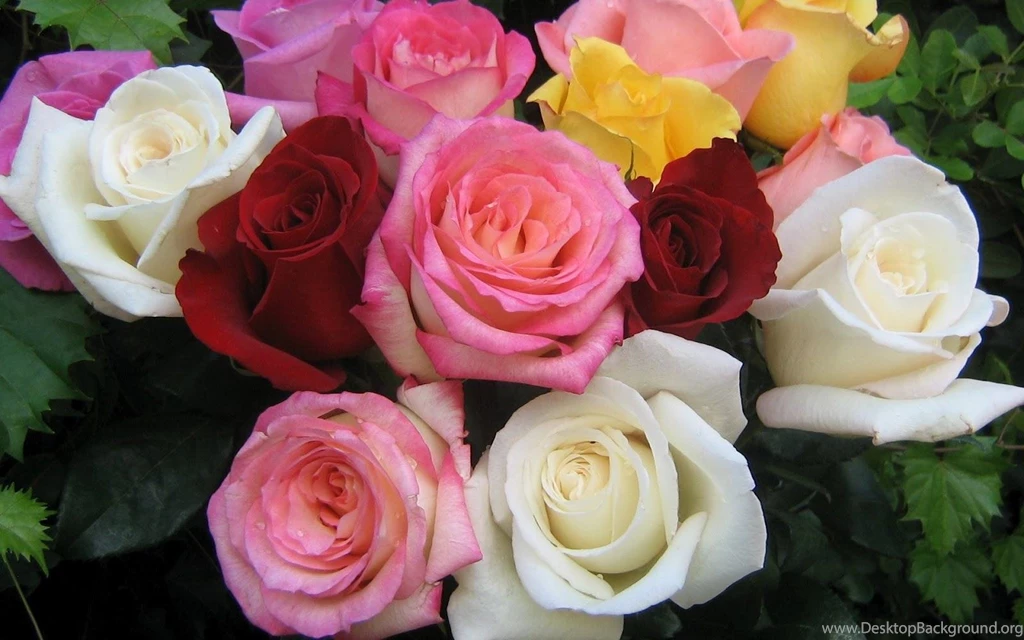 Desktop flowers wallpapers for laptop.jpg