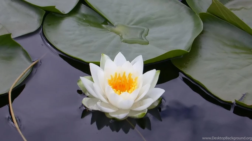 Top Free Lotus Flower Wallpaper Images For Pinterest