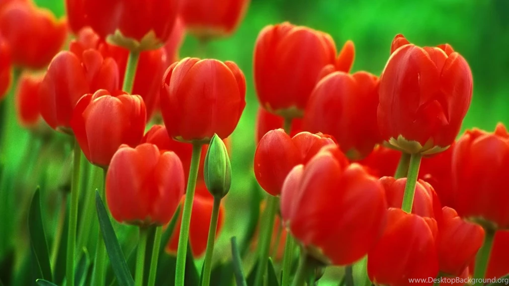 Laptop Backgrounds Wallpapers