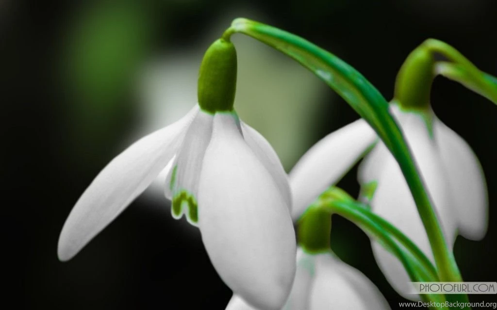 Latest Colorful Flowers Wallpapers