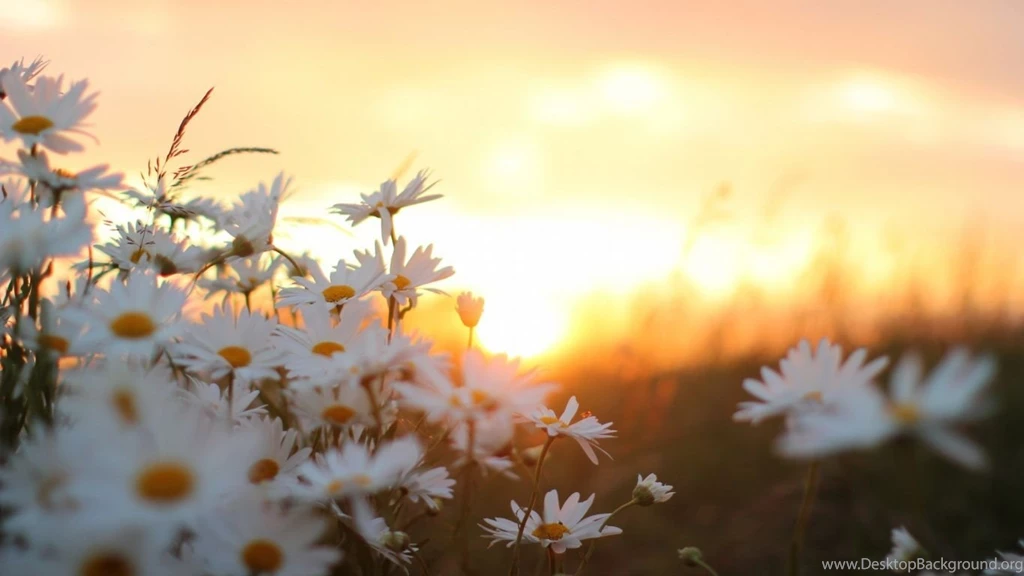 Download HD White Daisy Flower Wallpapers