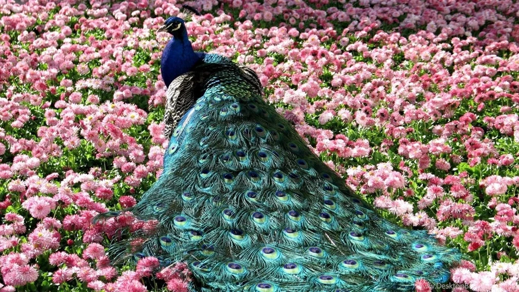 Download Wallpapers 1366x768 Peacock, Tail, Beautiful, Grass ...