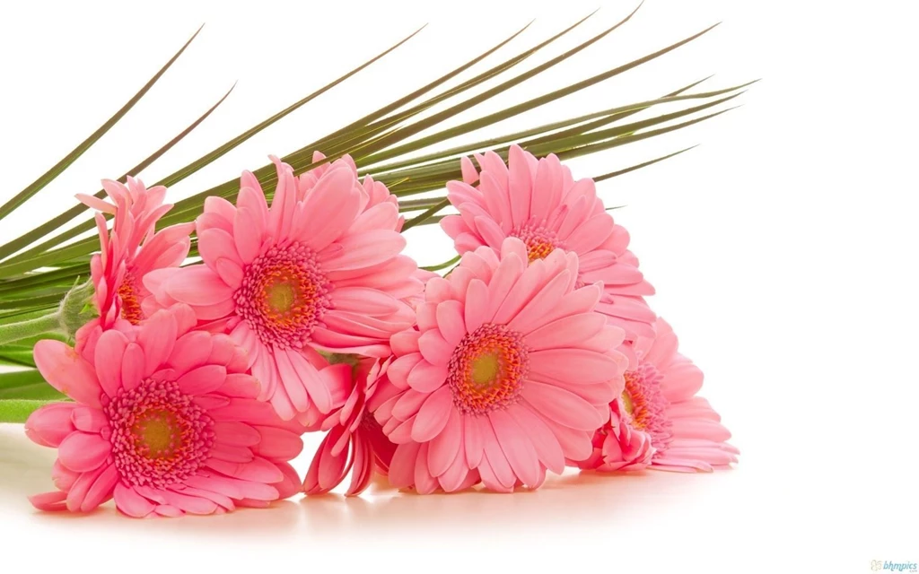 Gerbera Flower Pictures All Wallpapers New