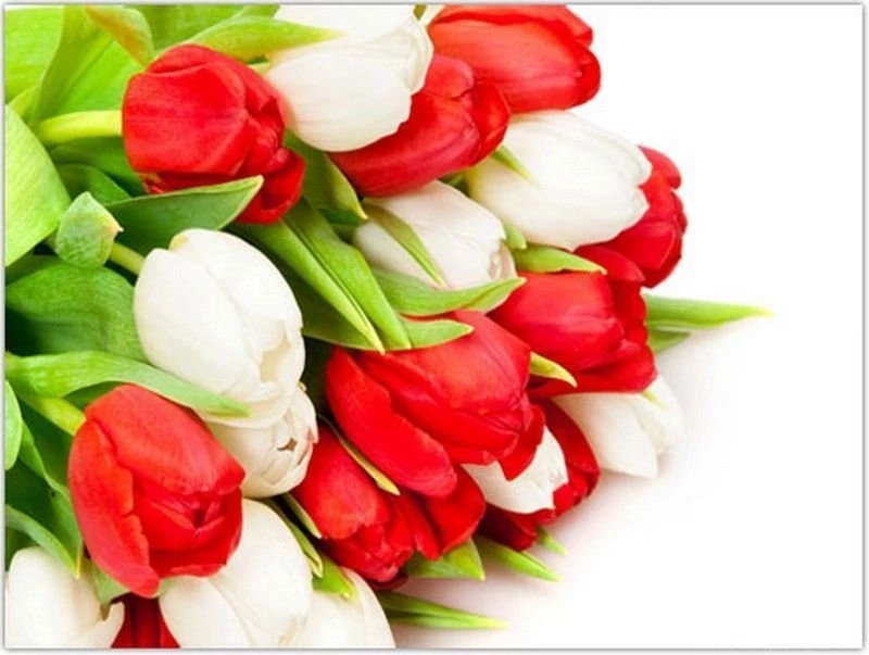 HD Flowers Wallpapers For Samsung Laptop 3.jpg