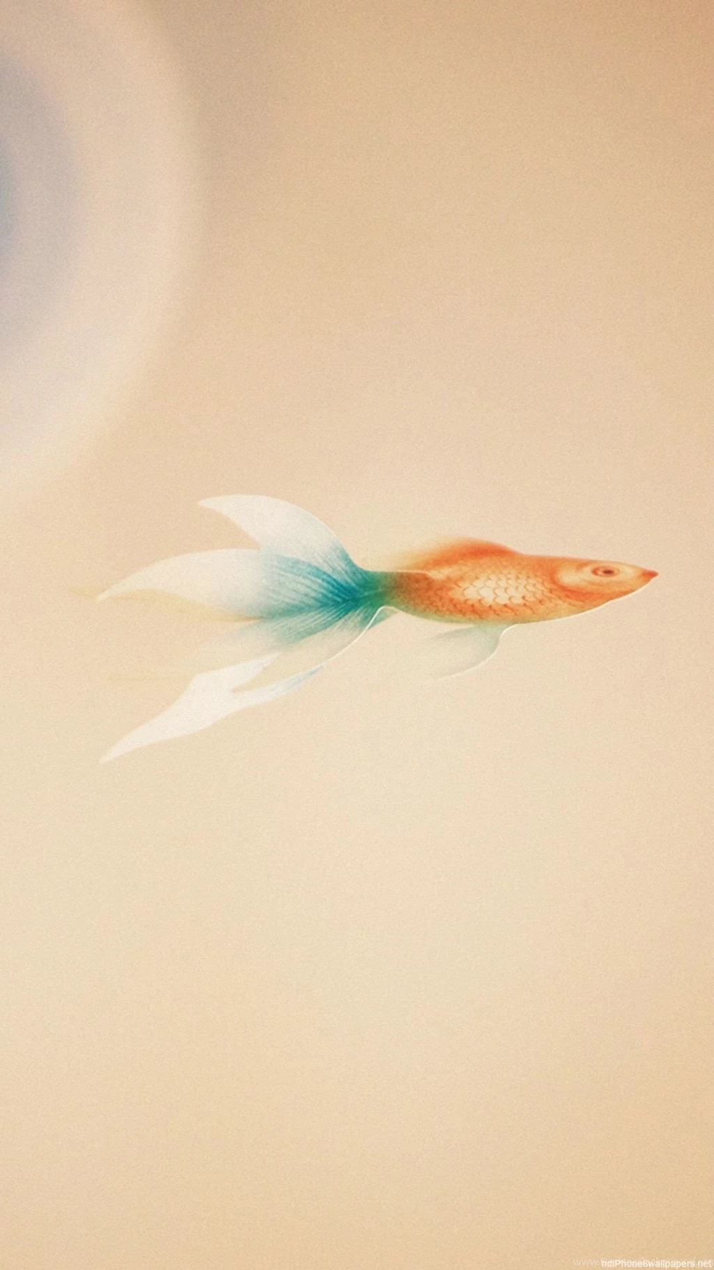 Fish Goldfish Simple Painting Iphone 6 Wallpapers Hd And 1080p 6