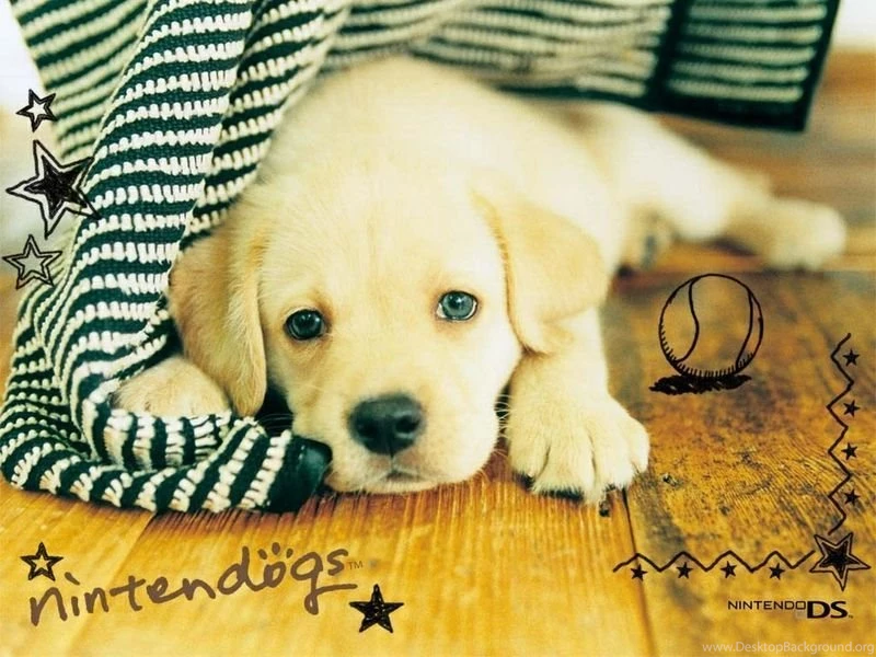 Concept Design Home: Cute White Lab Puppy Images