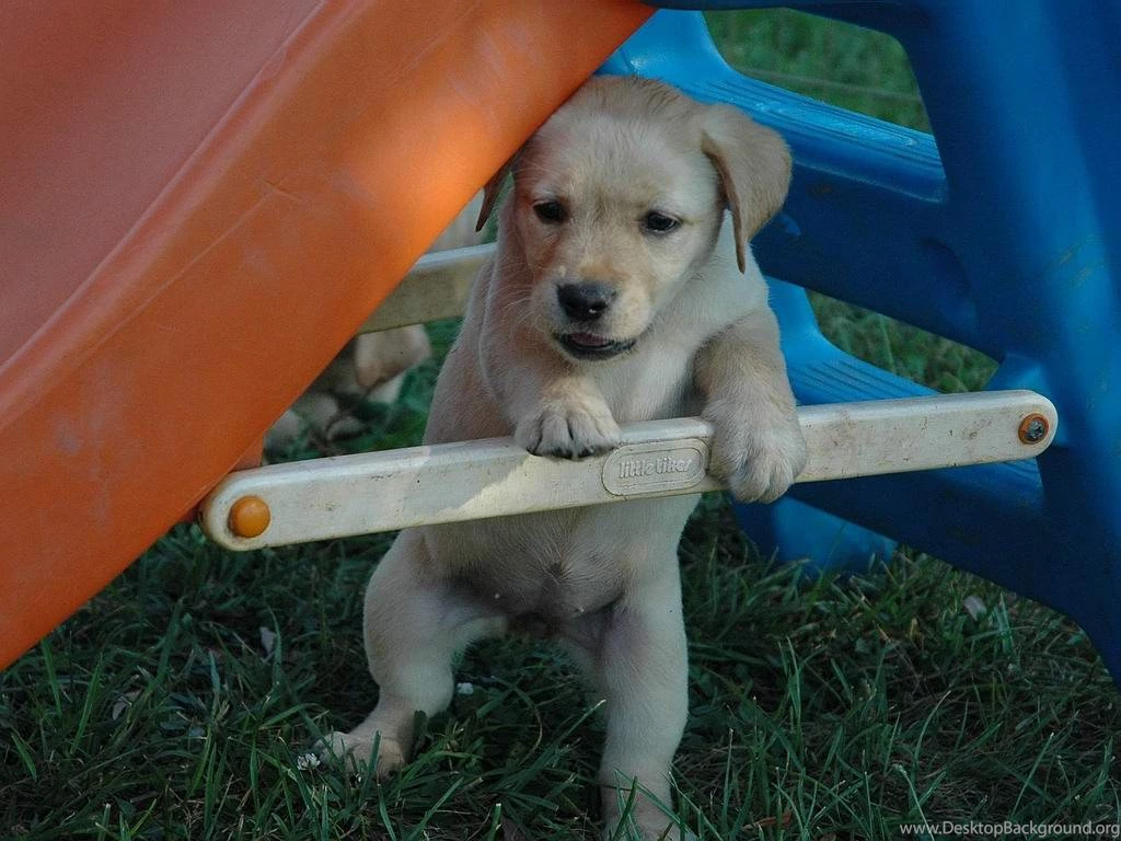 Yellow Lab Puppy Wallpapers