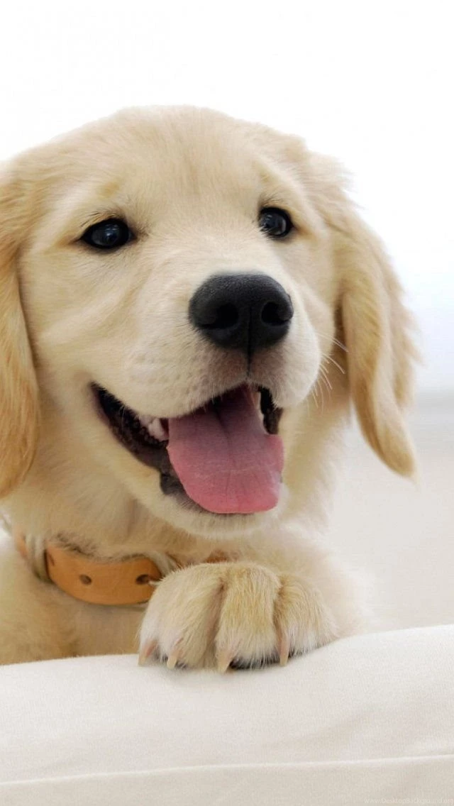 Wallpapers Iphone 5 S Labrador Puppy 640 X 1136   640 X 1136 ...