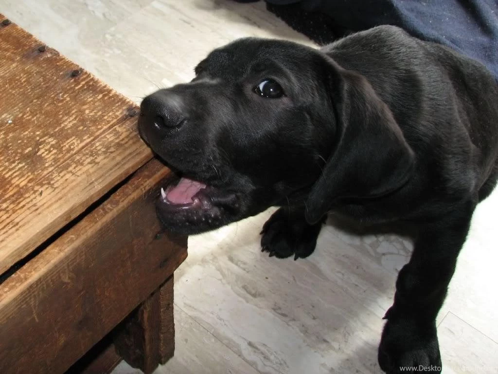 Images For Black Labrador Retriever Puppies Wallpapers