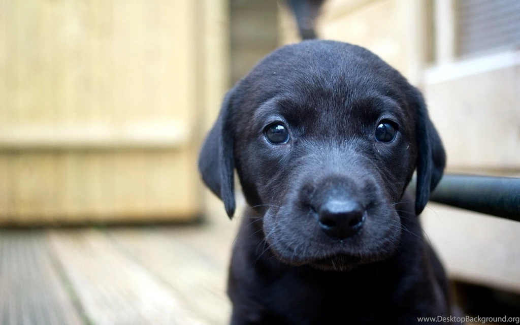 Top Black Lab Desktop Wallpaper Images For Pinterest