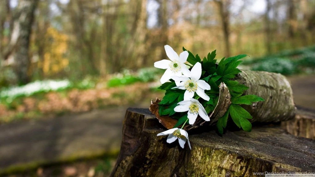 Desktop HD Flower Wallpapers CuteWallpaper.org