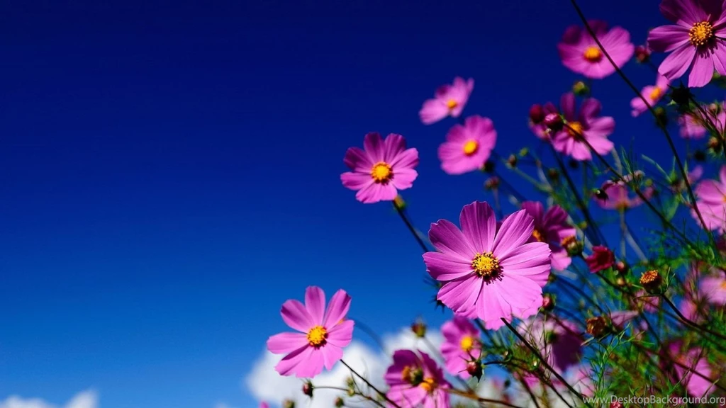 1366x768 Pink Flowers Meadow Wallpapers